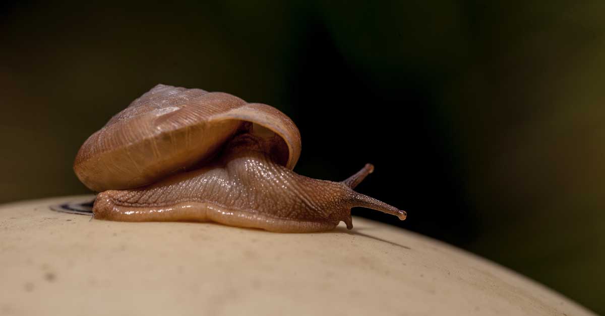  Da li pužev gel krije tajnu večite mladolikosti?!